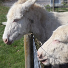 KOE_Wildpark Fruehling 2017 16.jpg