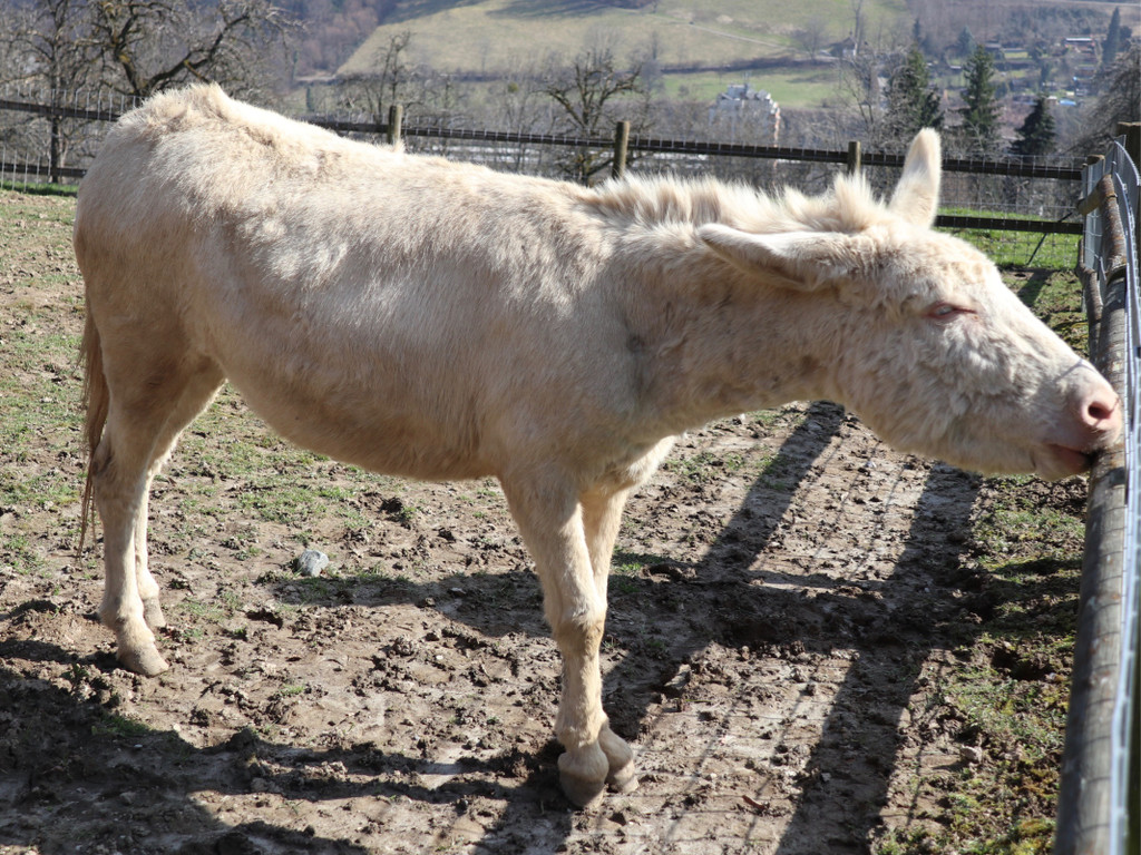 KOE_Wildpark Fruehling 2017 17.jpg