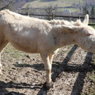KOE_Wildpark Fruehling 2017 17.jpg