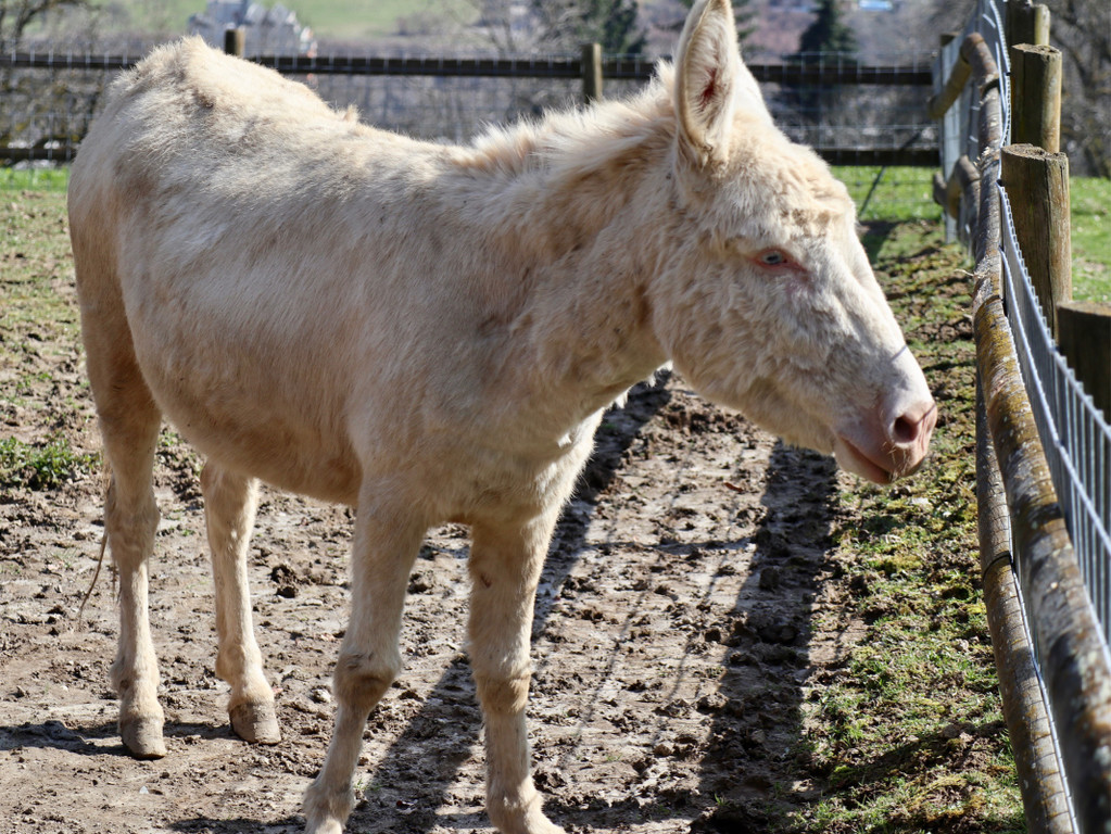 KOE_Wildpark Fruehling 2017 18.jpg