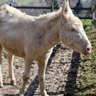 KOE_Wildpark Fruehling 2017 18.jpg