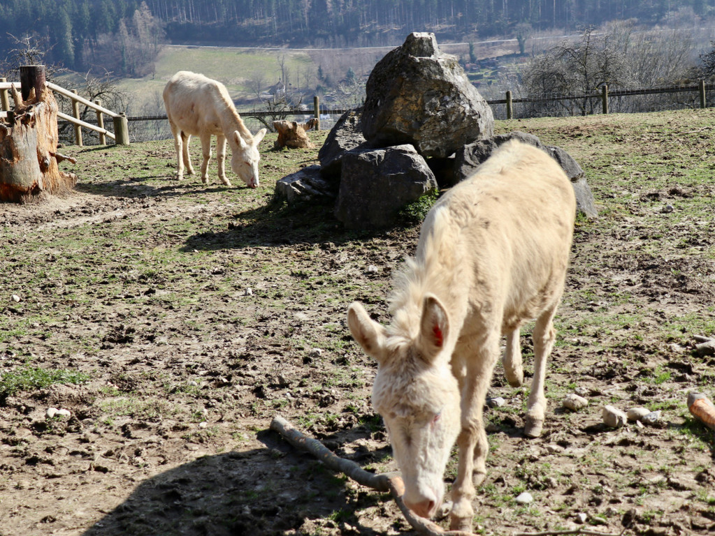 KOE_Wildpark Fruehling 2017 19.jpg