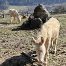 KOE_Wildpark Fruehling 2017 19.jpg