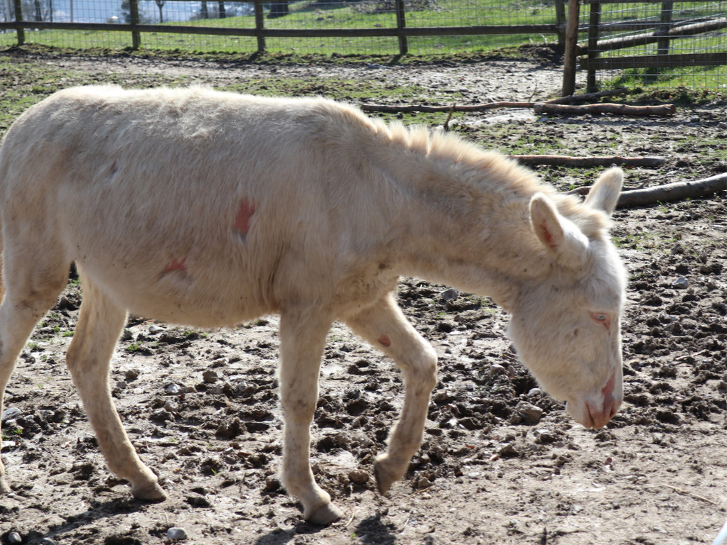 KOE_Wildpark Fruehling 2017 20.jpg