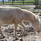 KOE_Wildpark Fruehling 2017 20.jpg