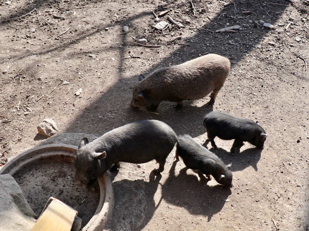 KOE_Wildpark Fruehling 2017 23.jpg