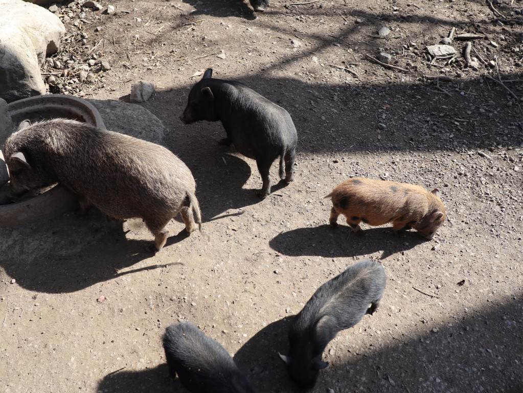 KOE_Wildpark Fruehling 2017 24.jpg