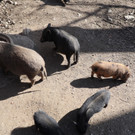 KOE_Wildpark Fruehling 2017 24.jpg