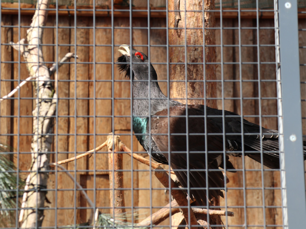 KOE_Wildpark Fruehling 2017 26.jpg