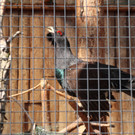 KOE_Wildpark Fruehling 2017 26.jpg