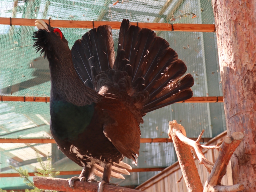 KOE_Wildpark Fruehling 2017 27.jpg