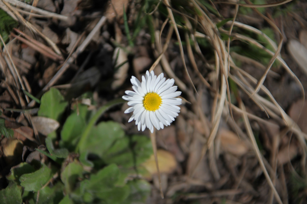 KOE_Wildpark Fruehling 2017 31.jpg