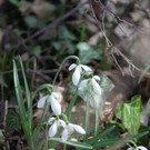 KOE_Wildpark Fruehling 2017 33.jpg