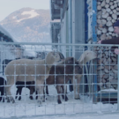 Kaspar_Greber_Film_Bildausschnitt_03.png