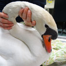 Schwan_4.jpg
