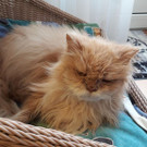 Das ist Kater Zausel