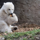 Neues Eisbärbaby in München