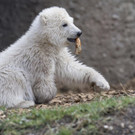 Germany_Polar_Bear_29831.jpg