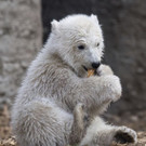 Germany_Polar_Bear_93655.jpg