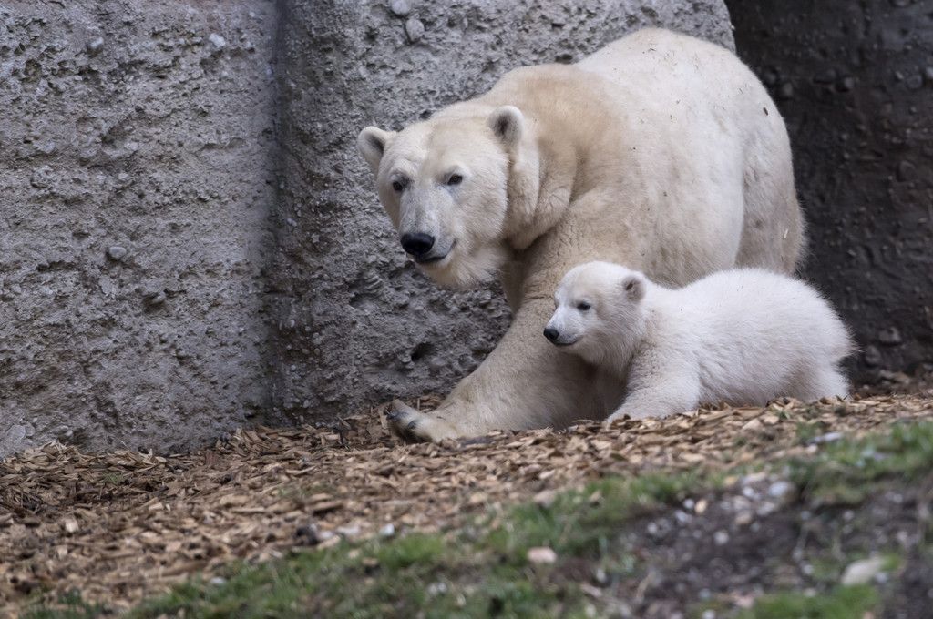 Germany_Polar_Bear_65737.jpg