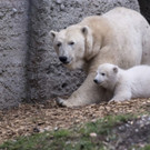 Germany_Polar_Bear_65737.jpg