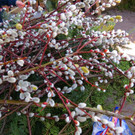 IMG_0291.jpg