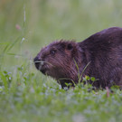 KOE_Biber am Egelsee 1.jpg