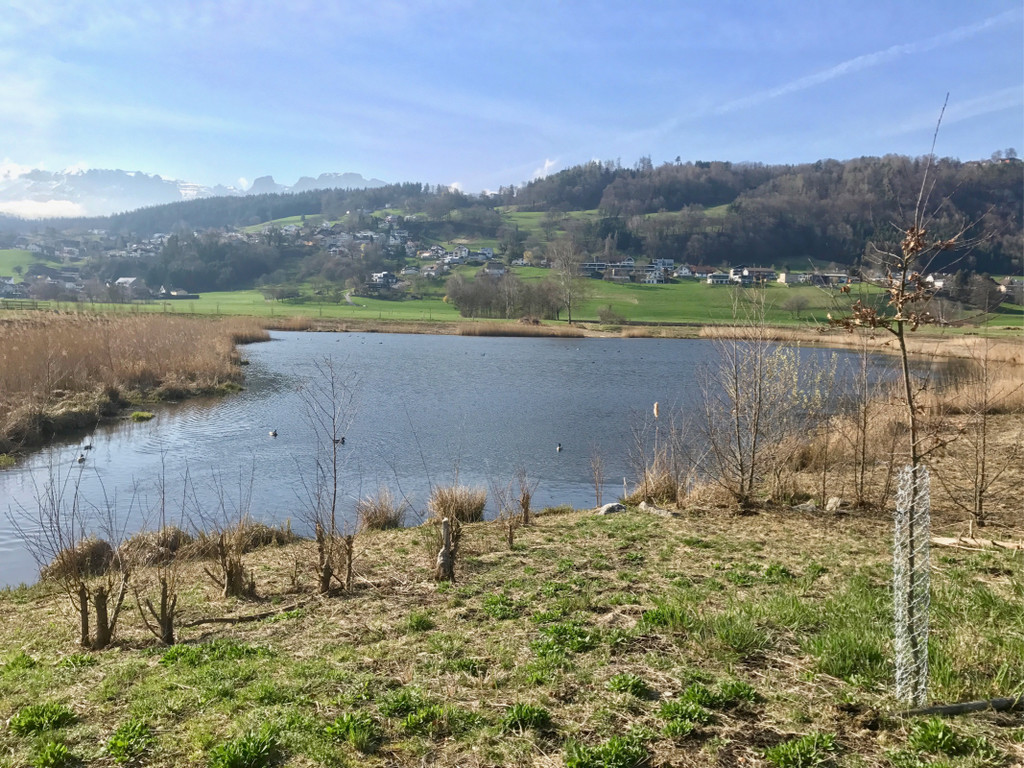 KOE_Biber am Egelsee 2.jpg