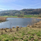 KOE_Biber am Egelsee 2.jpg