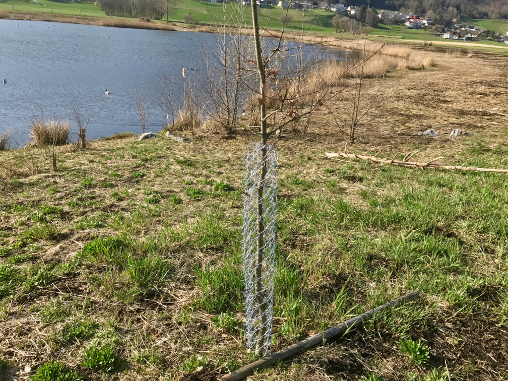 KOE_Biber am Egelsee 3.jpg
