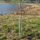 KOE_Biber am Egelsee 3.jpg