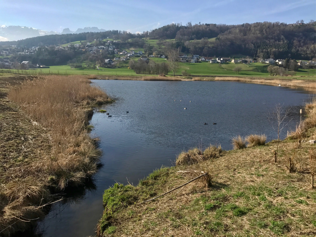 KOE_Biber am Egelsee 5.jpg