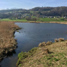 KOE_Biber am Egelsee 5.jpg