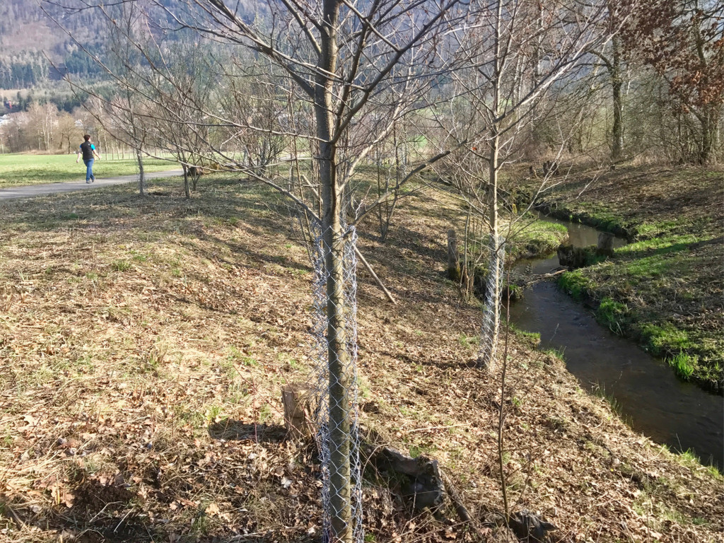 KOE_Biber am Egelsee 8.jpg
