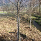 KOE_Biber am Egelsee 8.jpg
