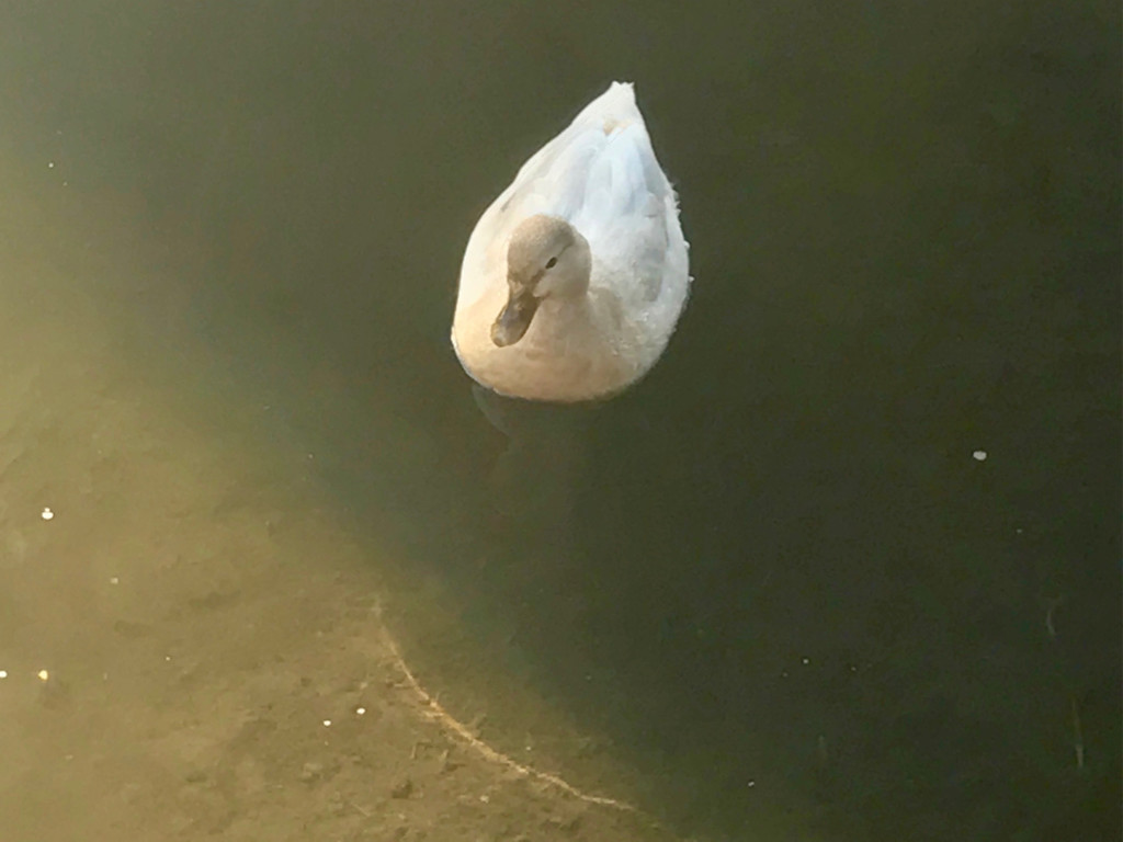 KOE_Biber am Egelsee 12.jpg