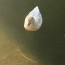 KOE_Biber am Egelsee 12.jpg