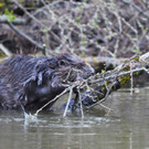 KOE_Biber am Egelsee 15.jpg