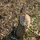 KOE_Biber am Egelsee 16.jpg