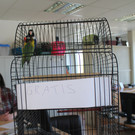 Zwergpapageien in Käfig in Wien-Favoriten ausgesetzt: Die "Liebesvögel"