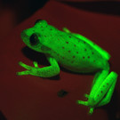 Dieser Frosch leuchtet