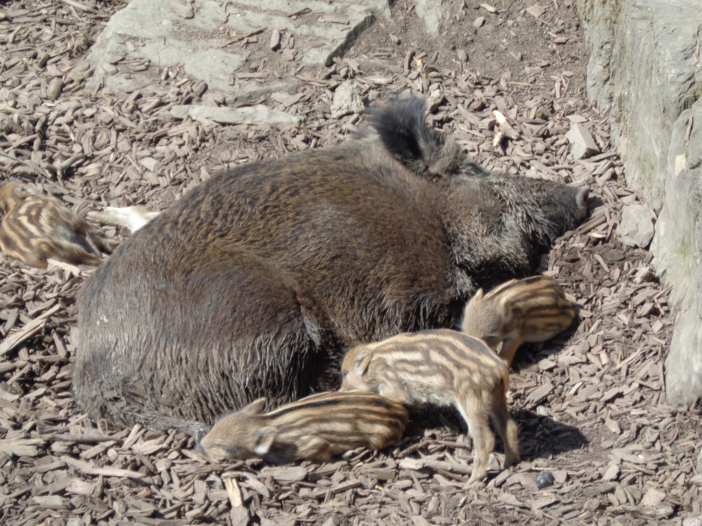 jahreshauptvers_FP__ 008.JPG