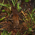 IMG_0968.jpg
