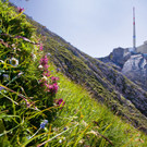 Gipfel_mit_Blumen_280x210_300dpi.jpg