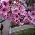 Japan-kirschbluete-fruehling  _1_.jpg