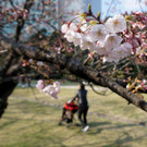Japan-kirschbluete-fruehling  _2_.jpg
