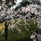 Japan-kirschbluete-fruehling  _3_.jpg