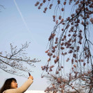 Japan-kirschbluete-fruehling  _4_.jpg