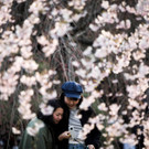 Japan-kirschbluete-fruehling  _5_.jpg