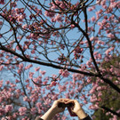 Japan-kirschbluete-fruehling  _6_.jpg